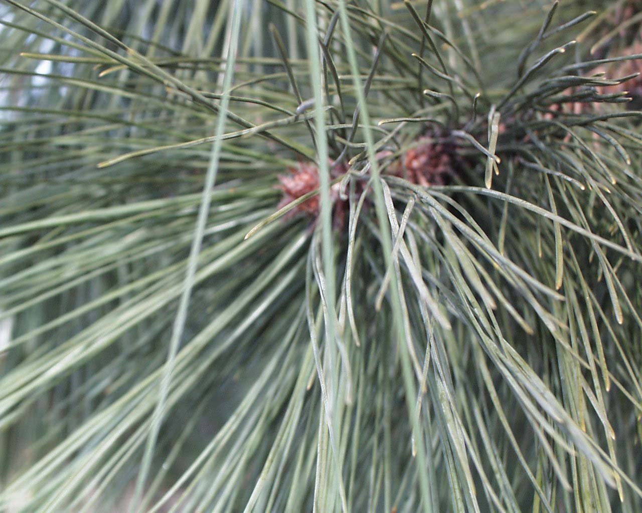Pine Needles Medicinal Uses
