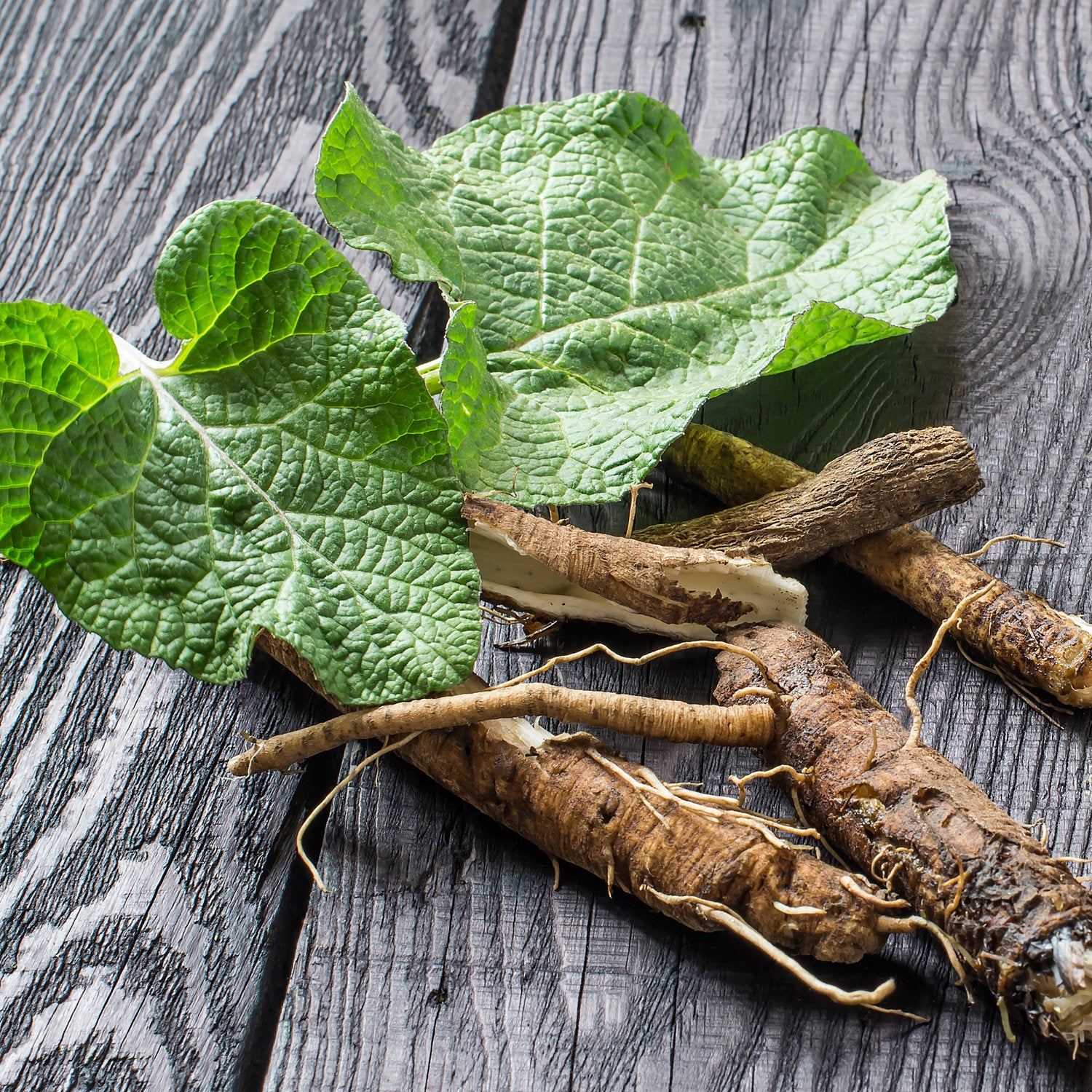 Burdock Root w/ Sarsaparilla Tincture
