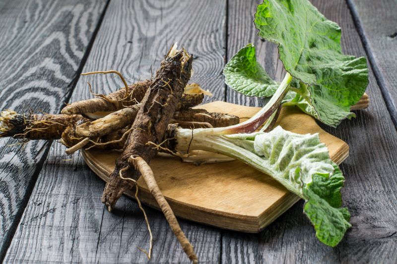 Burdock Root w/ Sarsaparilla Tincture