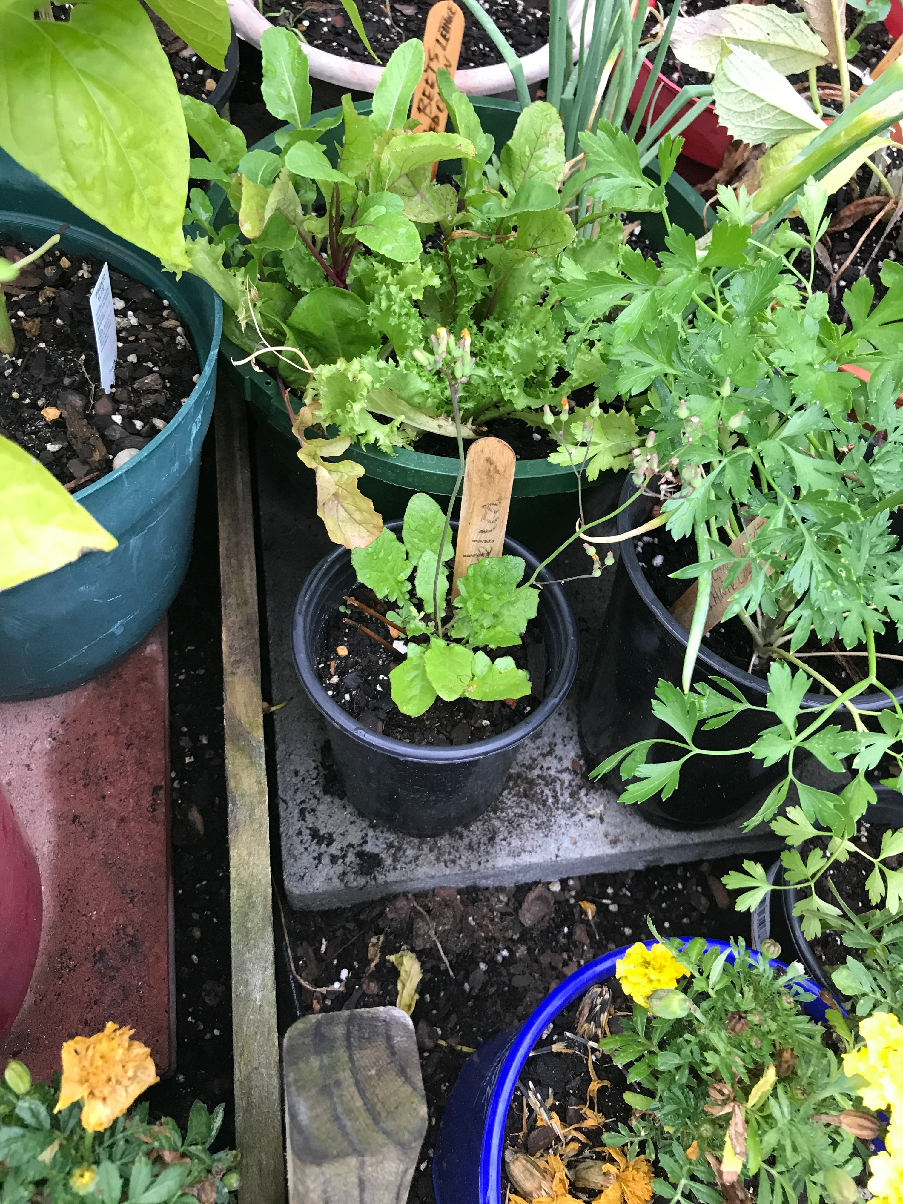 Dandelion Root Tincture