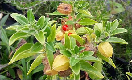 Growing Ashwagandha: A Guide to Cultivating This Powerful Adaptogen