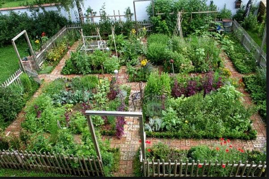 What I Planted Today | Building a Medicinal & Pollinator Garden