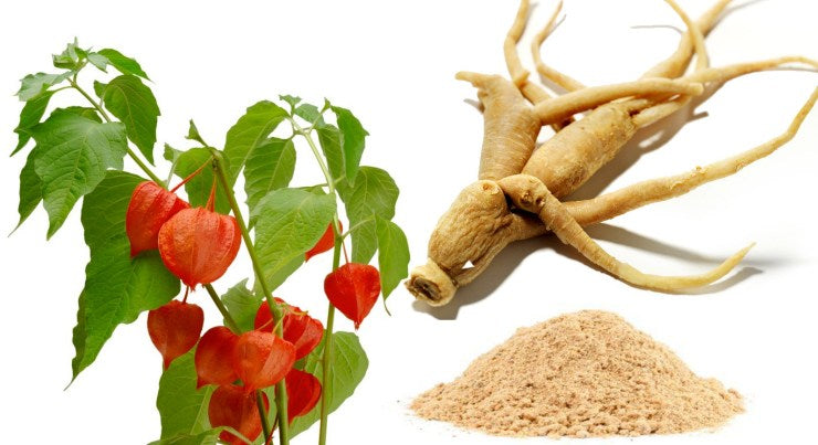Ashwagandha — The Ancient Healing Herb
