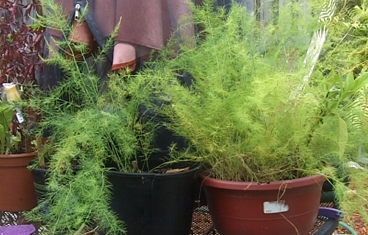 Growing Asparagus in December: A Zone 8 Gardening Guide