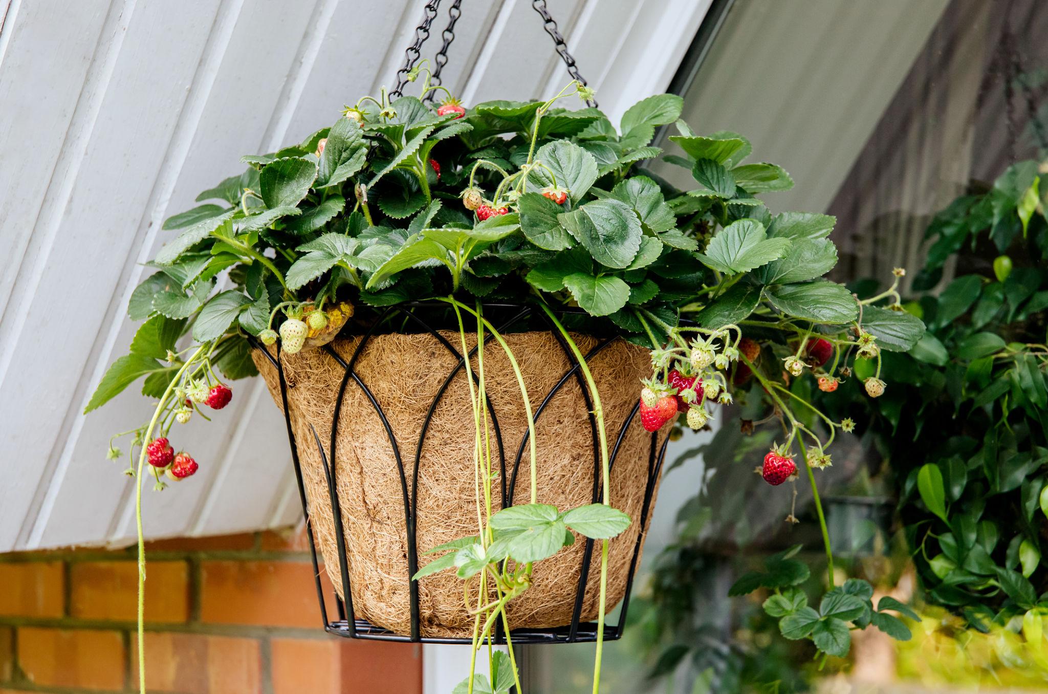 Strawberry Season Begins: Planting for an Abundant Harvest