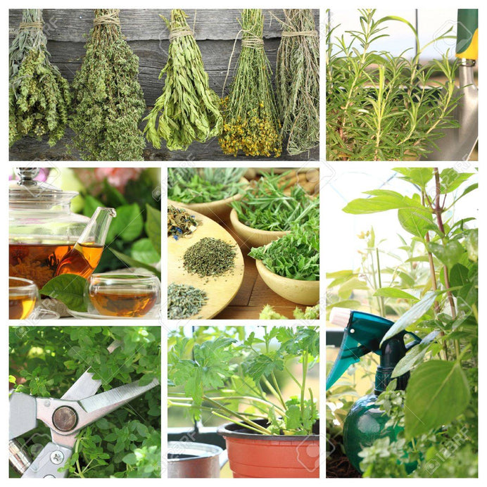 Herbs, Powders, Resins & Berries