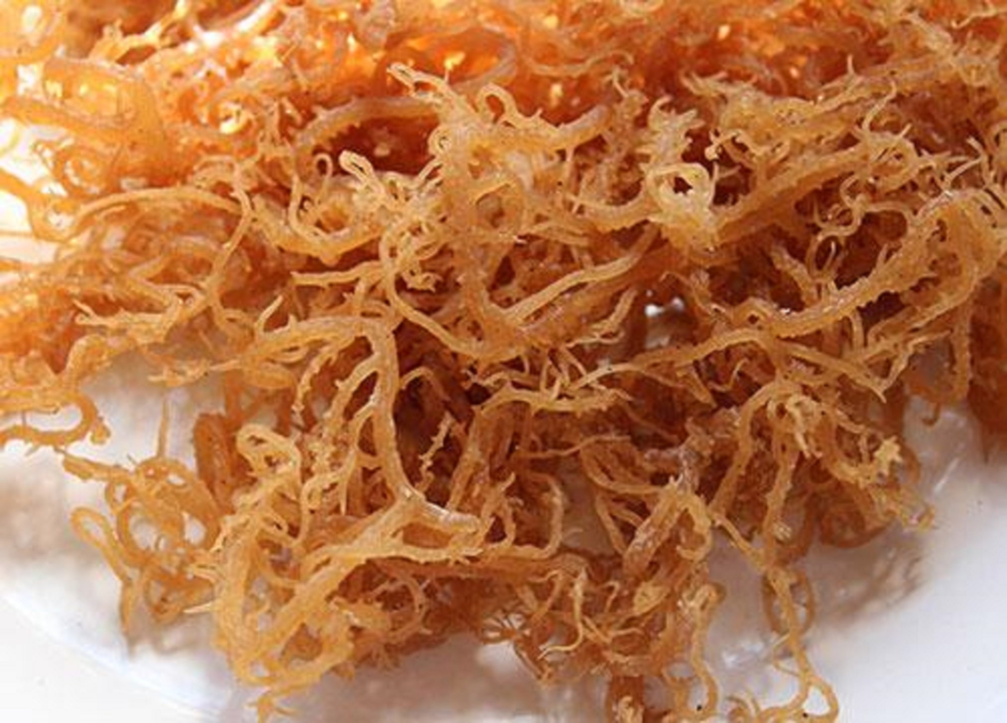 Sea Moss & Sea Botanicals