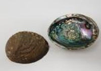 Abalone Shell on stand