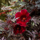 African Hibiscus Tea organic
