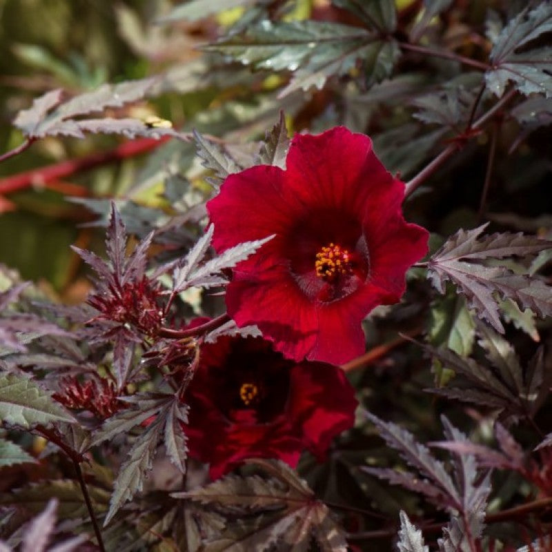 African Hibiscus Tea organic