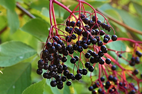 Elderberry Syrup
