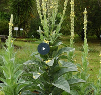 Mullein Leaf (cut & sifted)