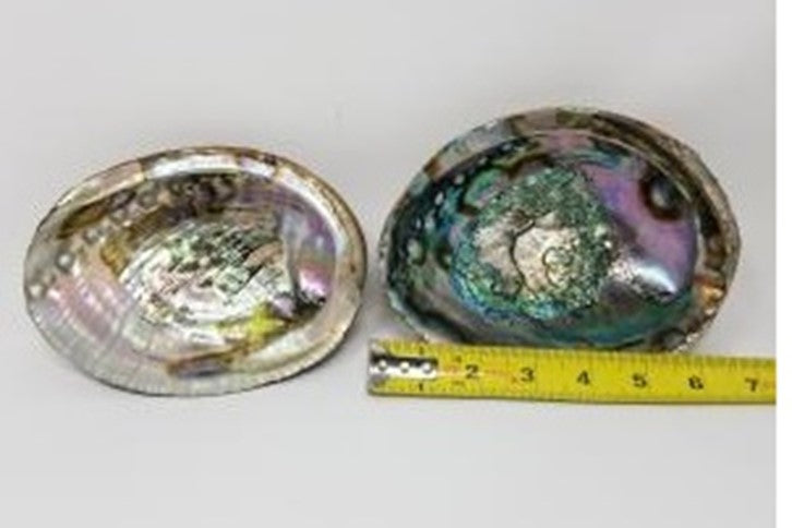 Abalone Shell on stand