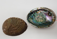 Abalone Shell on stand