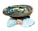 Abalone Shell on stand